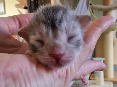 evy000w2t-001 (53 kb) click to view