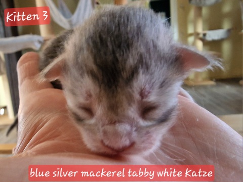 evy000w2t-002 (60 kb) click to view