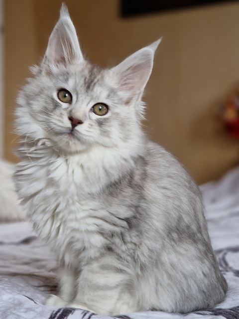 evy012w-011 (77 kb) click to view