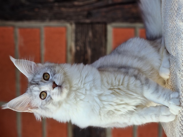 evy04m-002 (100 kb) click to view