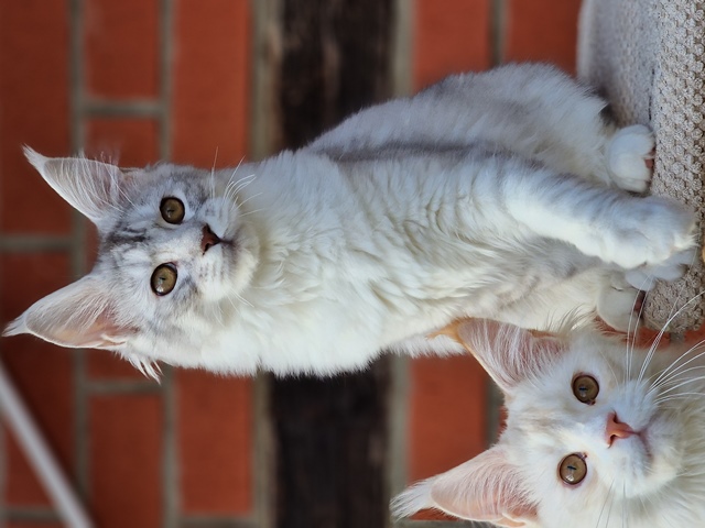 evy04m-jamiro06m (103 kb) click to view