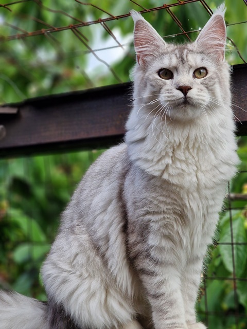 evy07m-001 (110 kb) click to view