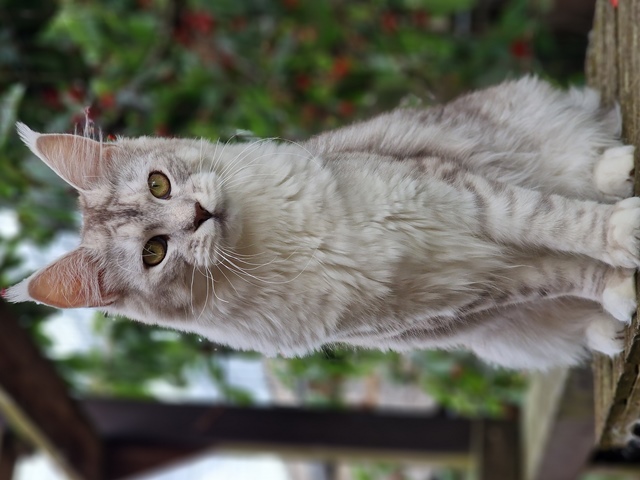 evy08m-004 (104 kb) click to view