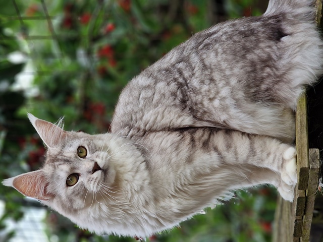 evy08m-005 (134 kb) click to view