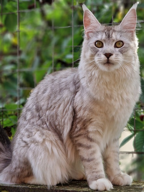 evy09m-001 (112 kb) click to view