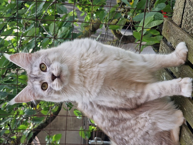 evy11m-003 (175 kb) click to view