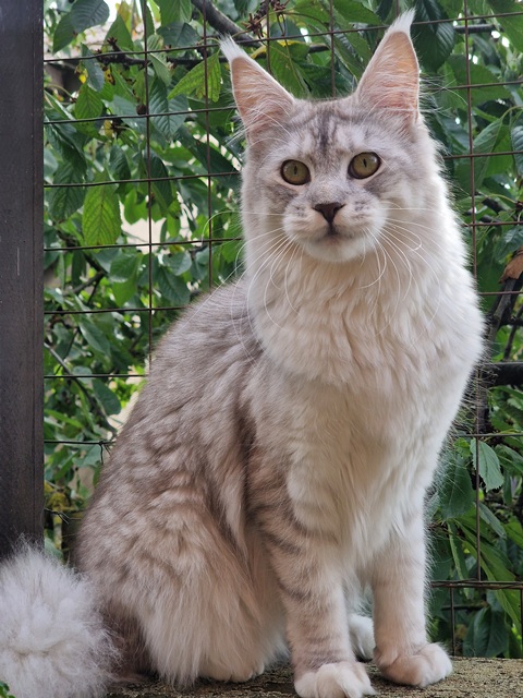 evy11m-005 (140 kb) click to view