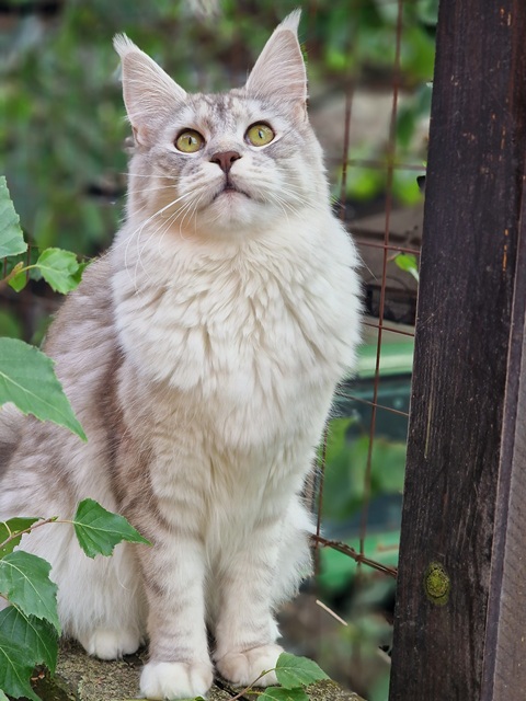 evy11m-006 (111 kb) click to view