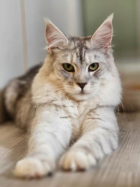 evy11m-007 (30 kb) click to view