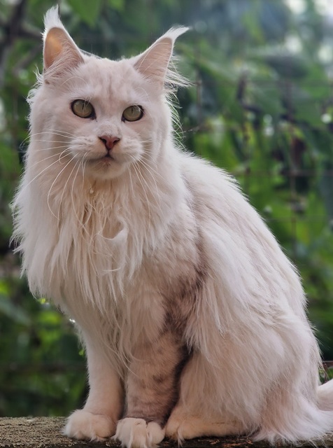 jadis2025-09-001 (93 kb) click to view