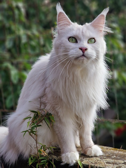 jadis2025-09-002 (101 kb) click to view