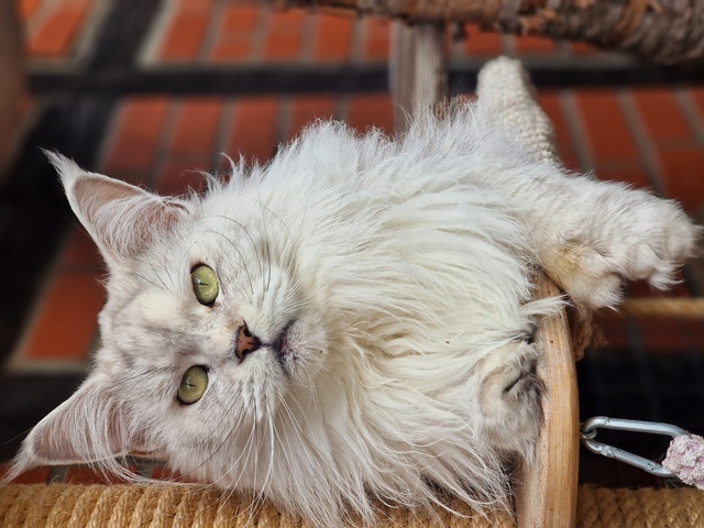 lici2025-09-004 (131 kb) click to view