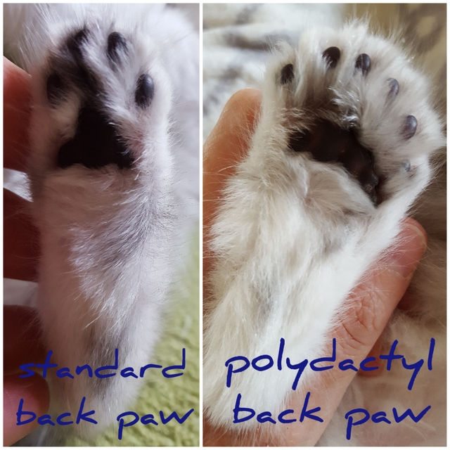 Hinterpfoten normal und Poly