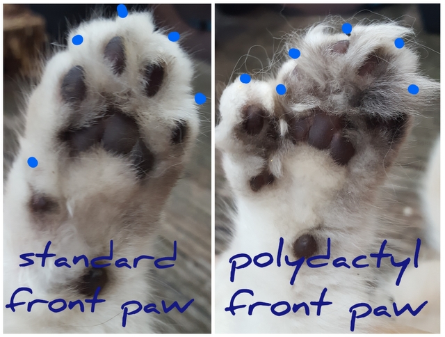 Vorderpfoten normal und Poly