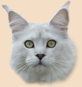 Yankee Cats Nanuq the White Bear, black silver shaded