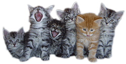 Yankee Cats Kitten News