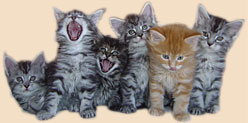 Yankee Cats W-Wurf