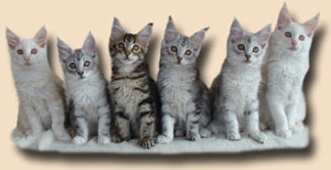 Yankee Cats X-Wurf